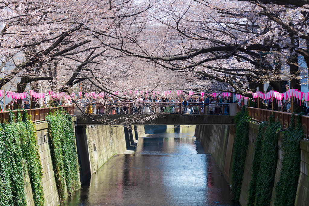 お花見日和