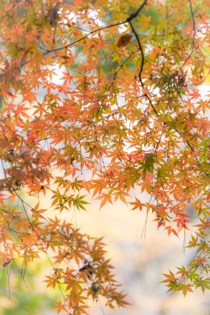 都内の紅葉
