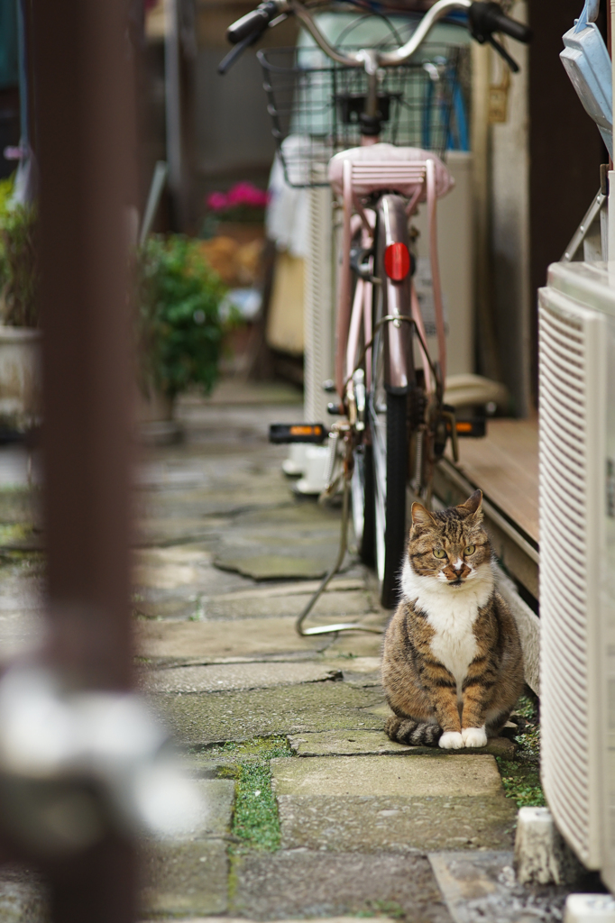 何か用ですにゃ？