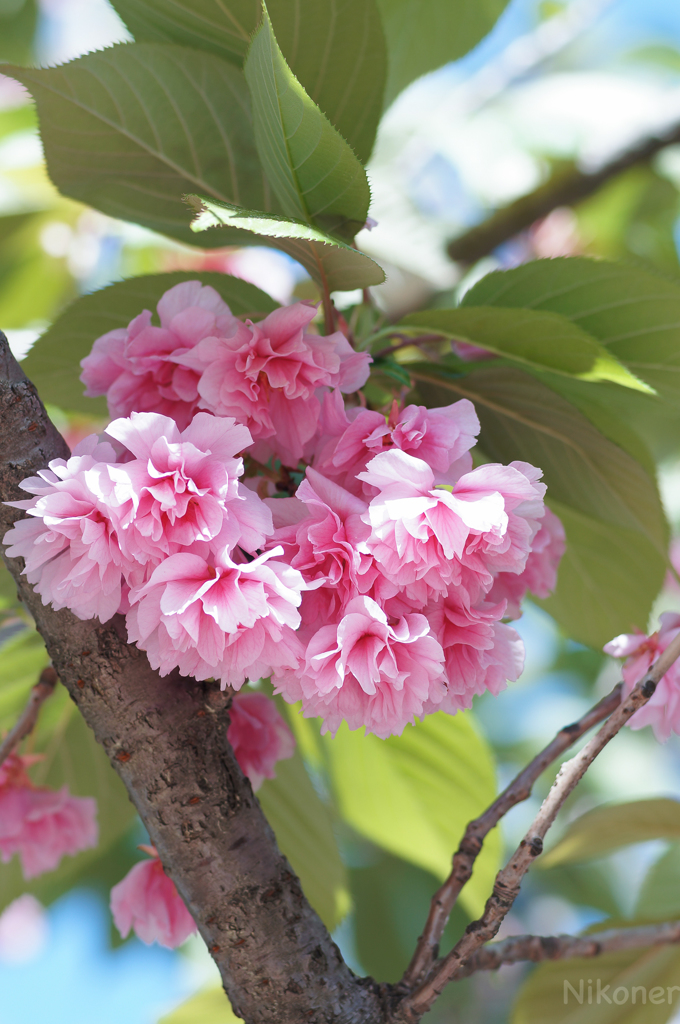 晴れた日の八重桜