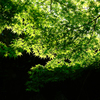 公園の新緑 2
