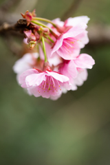 熱海桜