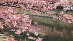 河津の桜