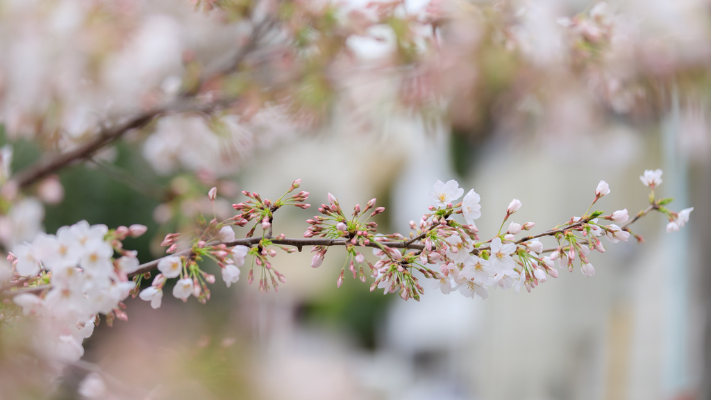 春色の景色