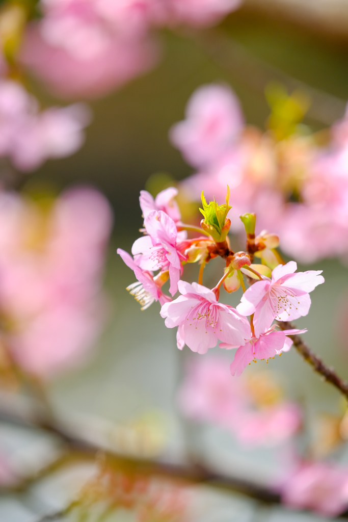 河津桜