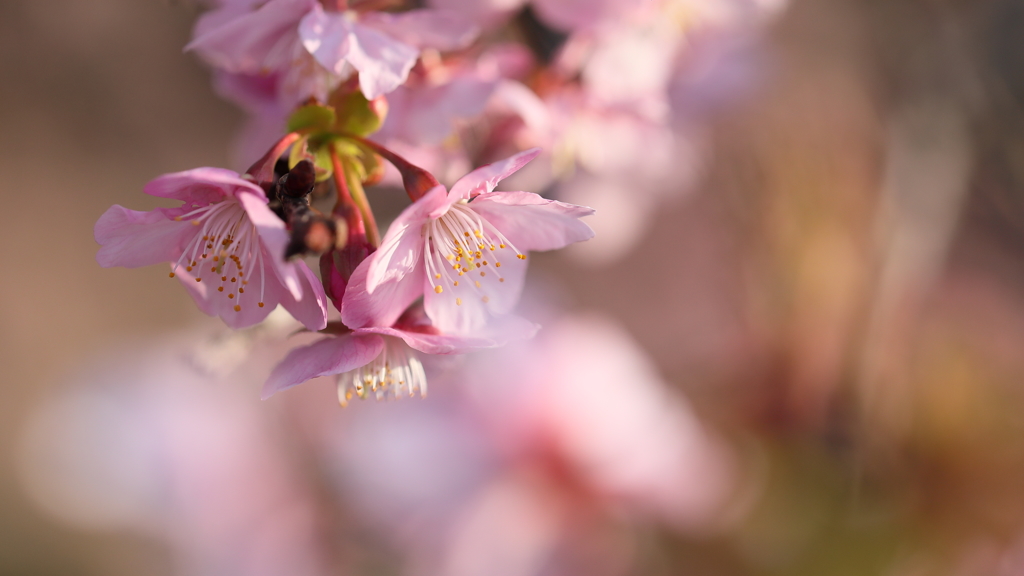 夕方の河津桜
