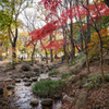 芝公園の紅葉谷