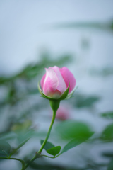 A little Pink Rose