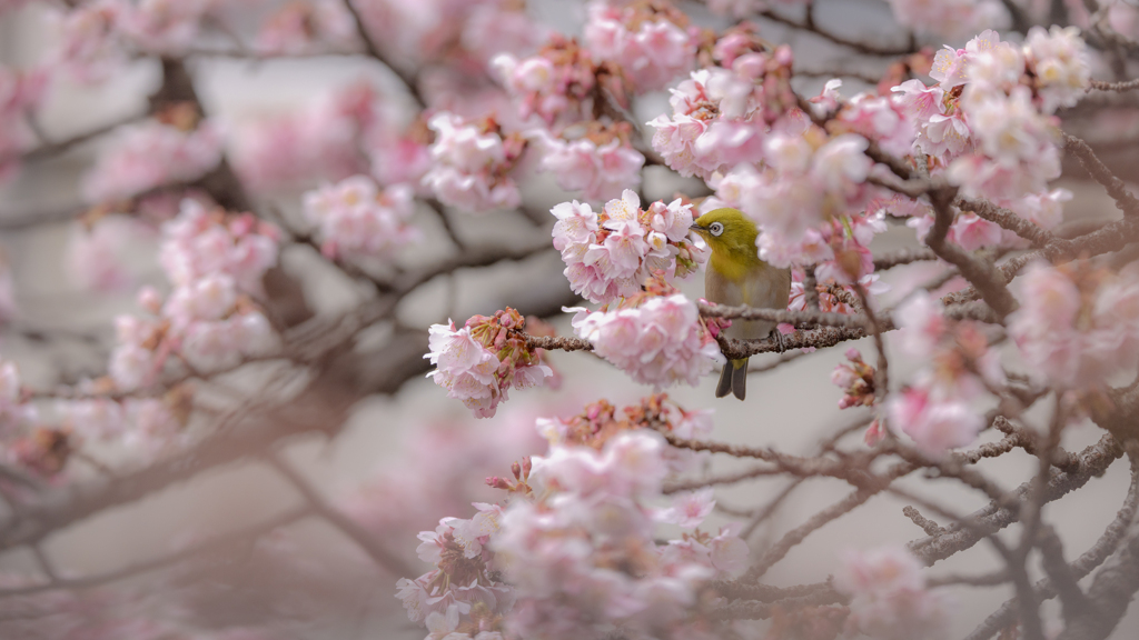 春の友