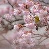 春の友