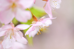 河津桜が咲きました