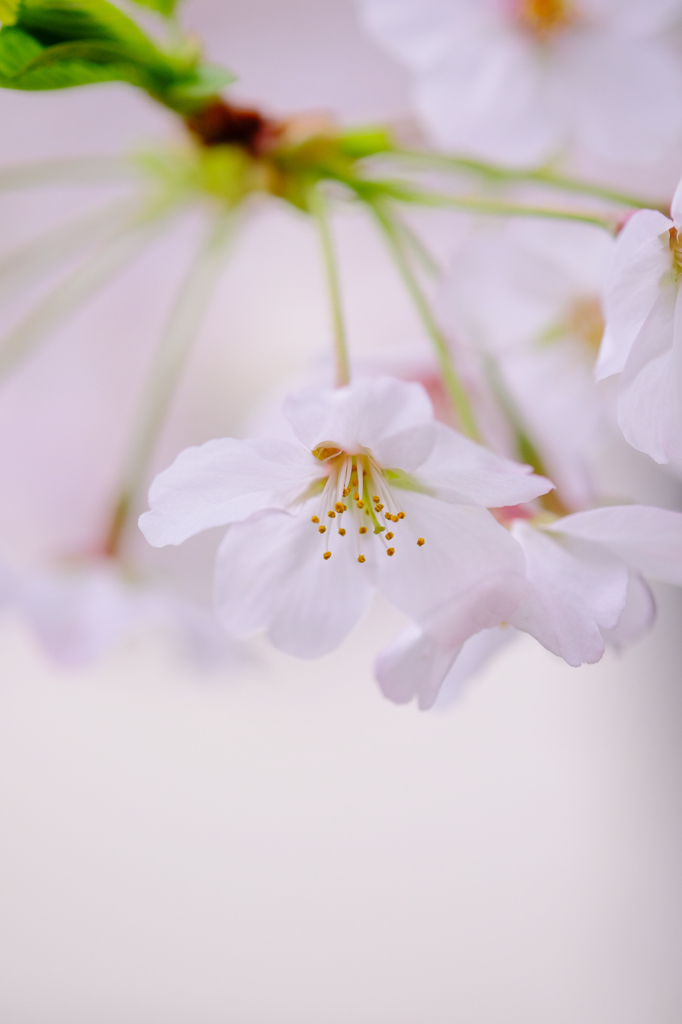 ふんわりと春
