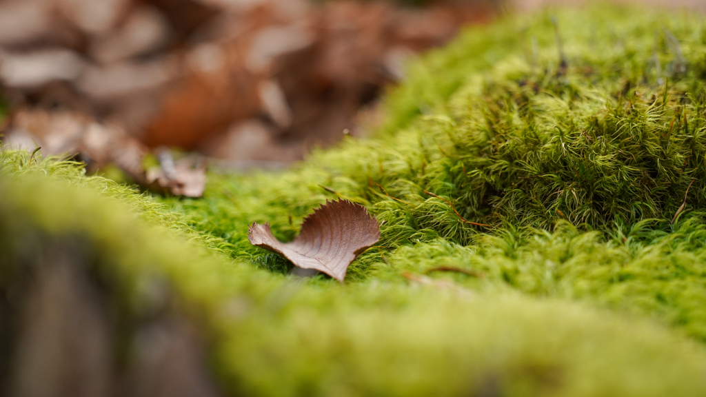 a piece pf Autumn