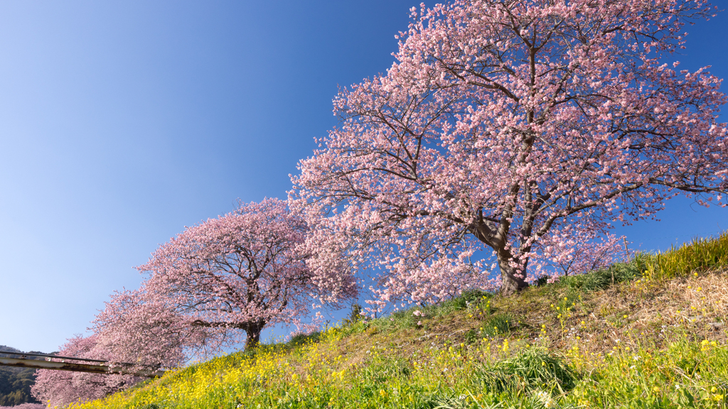 南伊豆の桜