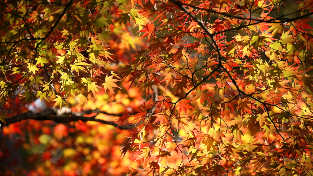 紅葉狩り