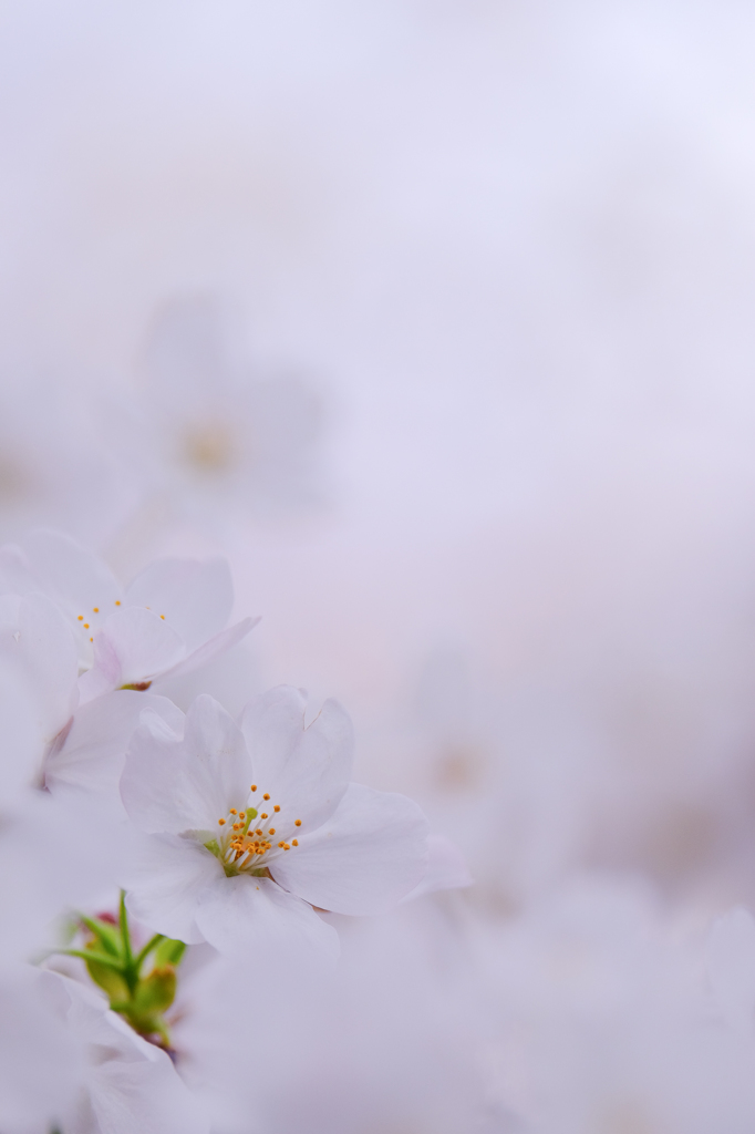 そっと春