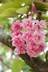 春の終わりの八重桜