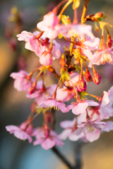 夕刻の桜