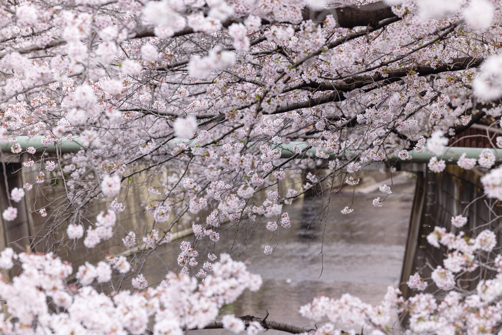 目黒川の桜