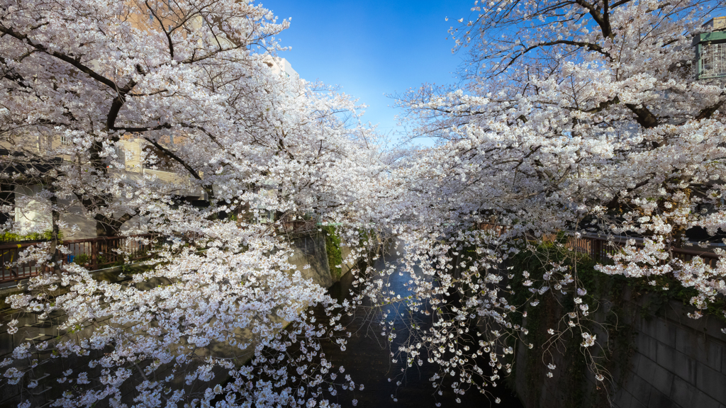 目黒川の桜