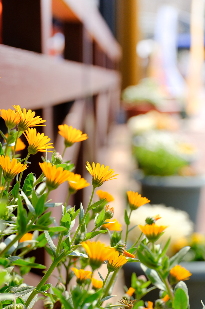 Spring is coming !