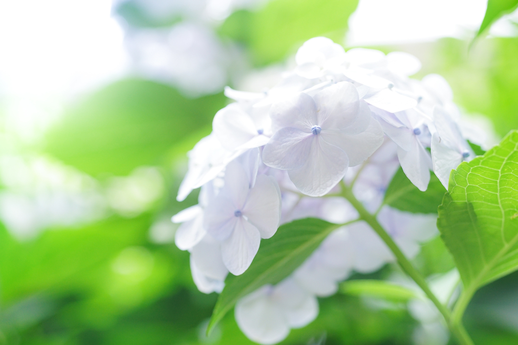 最後の紫陽花