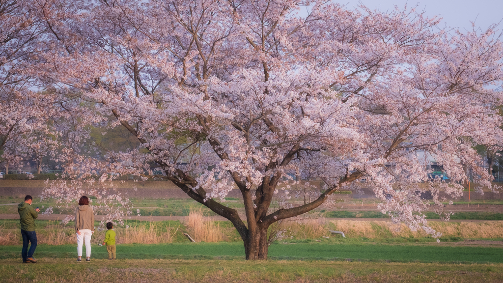 桜の樹に見守られて