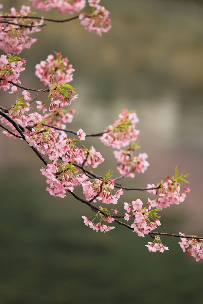 河津の桜