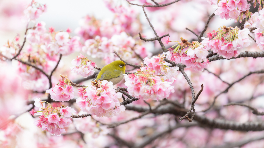 熱海桜とメジロさん