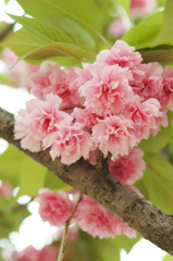 春の終わりの八重桜