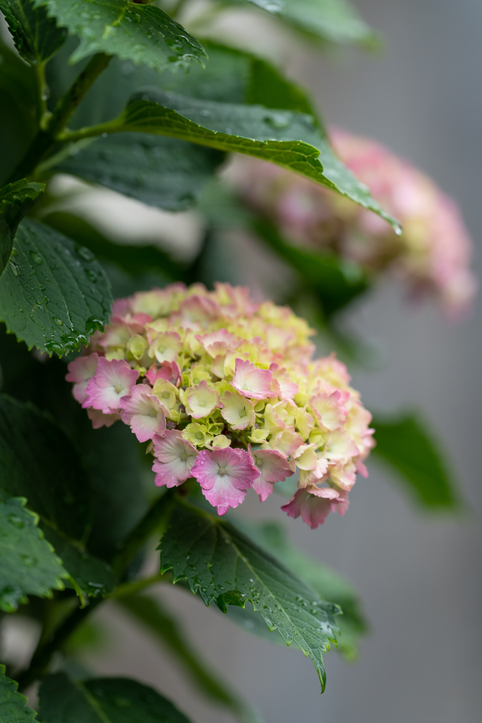 雨と紫陽花と新しいレンズ