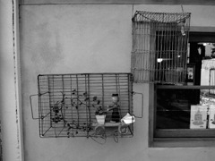 Pinoccio