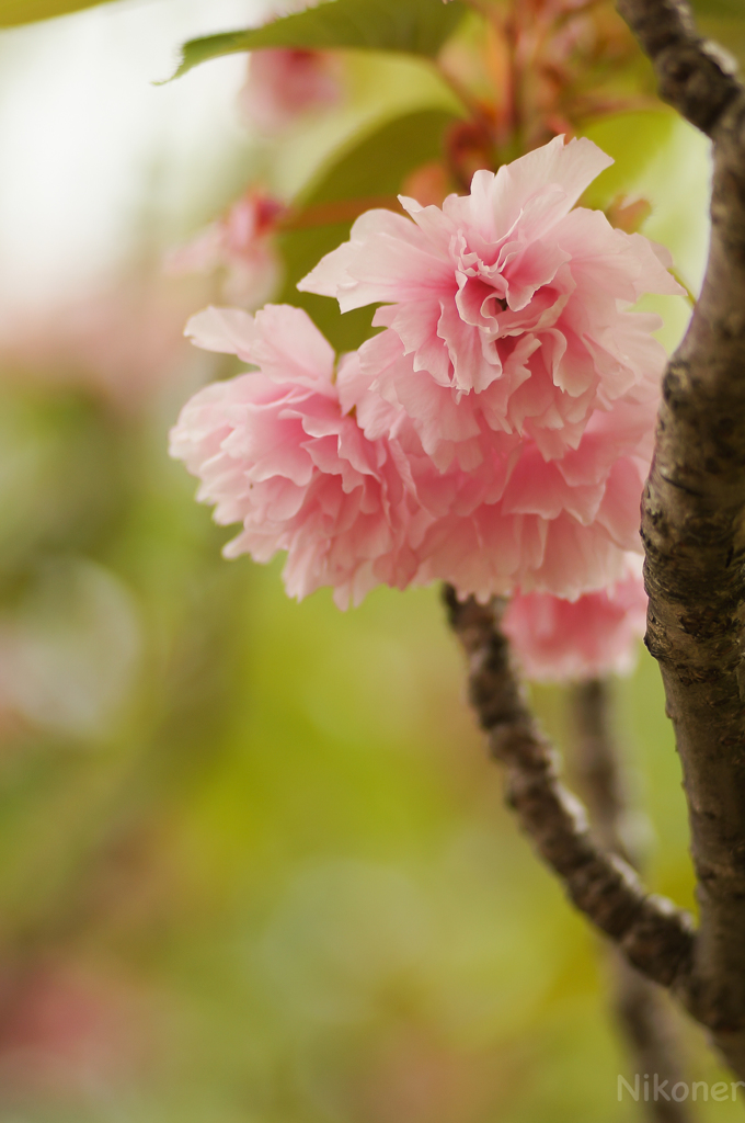 春の終わりの八重桜