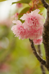 春の終わりの八重桜