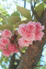 晴れた日の八重桜