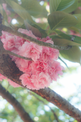ふんわりと八重桜