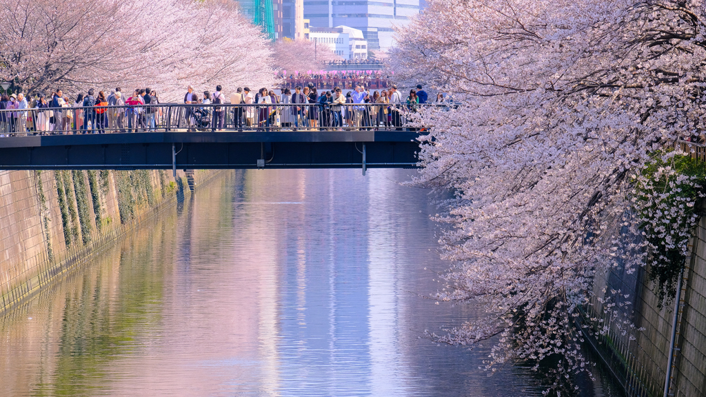 目黒川の桜