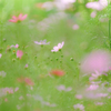 秋桜の園 02