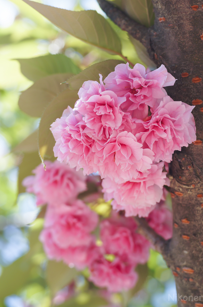 晴れた日の八重桜