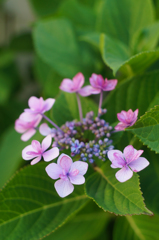 おどる紫陽花