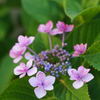 おどる紫陽花