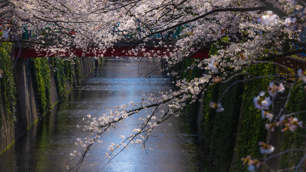 目黒川の桜