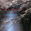 目黒川の桜