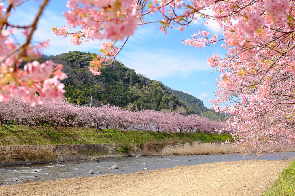 河津桜祭り