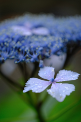 多摩川園の紫陽花