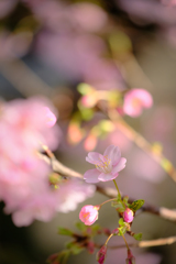 早春の午後の日差しの中で