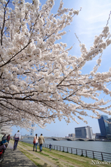 信濃川の桜並木