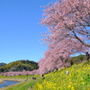 みなみの桜と菜の花まつり