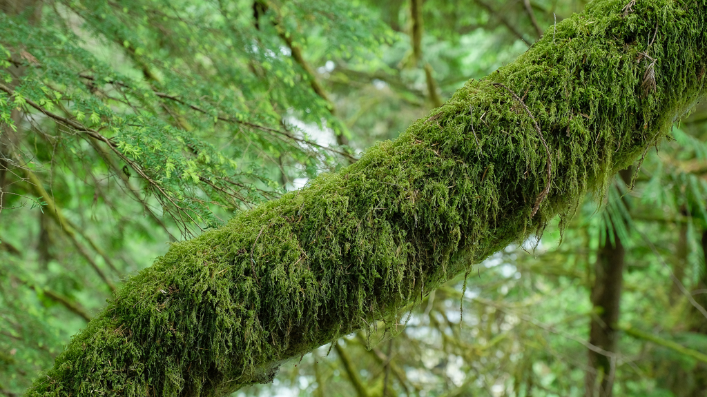 Rain Forest of Vancouver