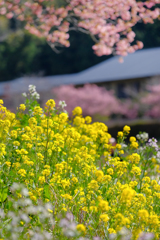 菜の花も満開です